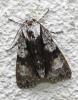 Acronicta alni